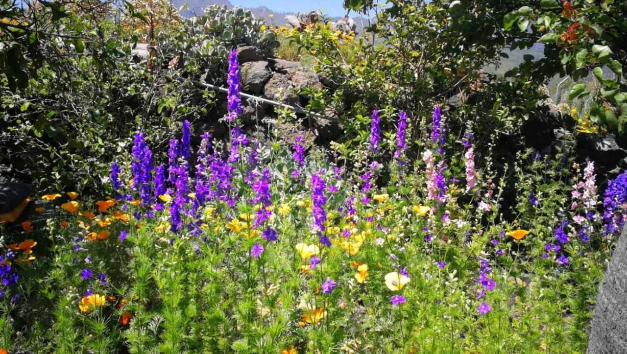 Finca Primavera El Paso Εξωτερικό φωτογραφία