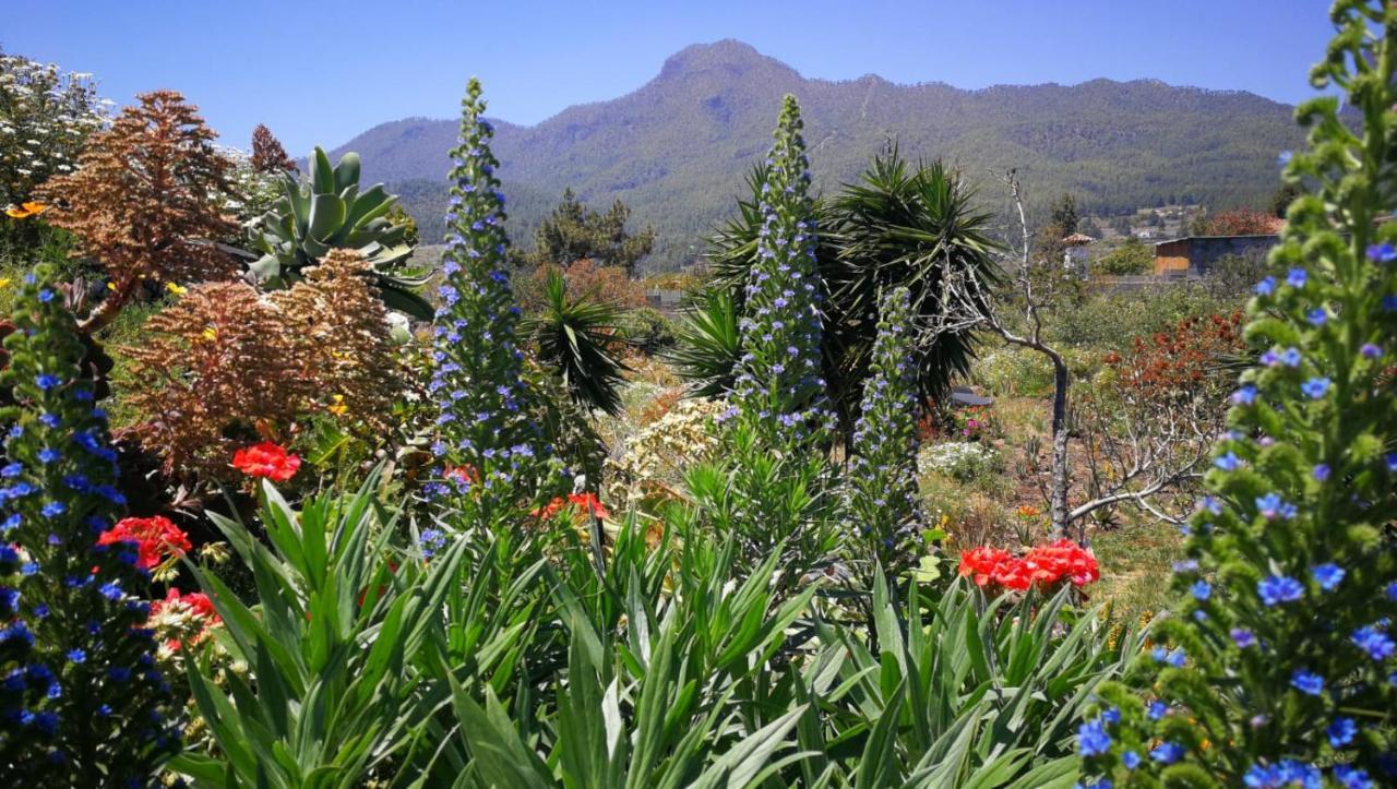 Finca Primavera El Paso Εξωτερικό φωτογραφία